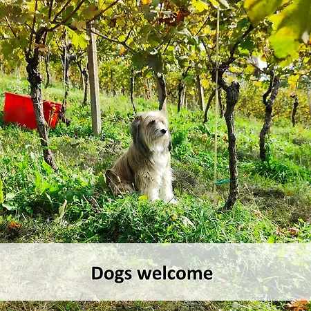 Vineyard Skatlar 2 * Srednje Grcevje