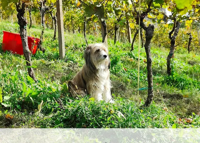 Vineyard Skatlar 2 * Srednje Grcevje